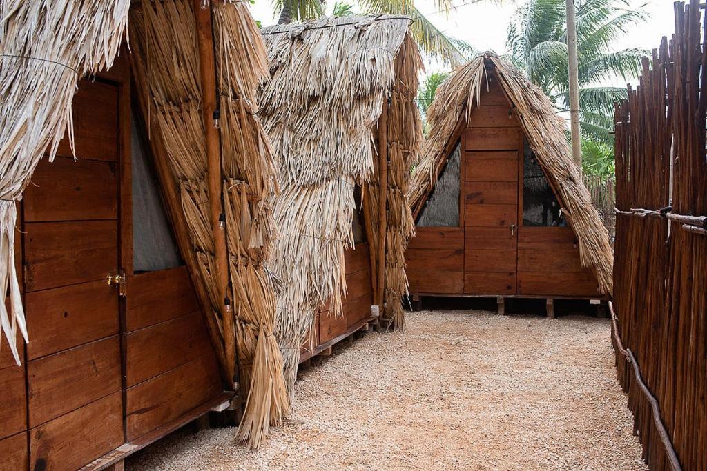 Mapache & * Isla Holbox